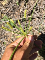 Cyperus mutisii