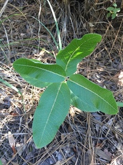 Asclepias hypoleuca
