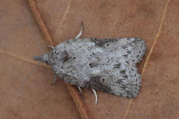 Nycteola columbana