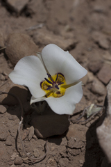 Calochortus bruneaunis