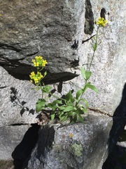 Draba petrophila
