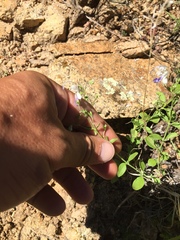Trichostema arizonicum