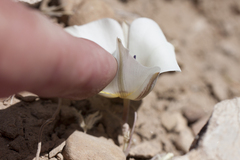 Calochortus bruneaunis
