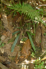 Blechnum vieillardii