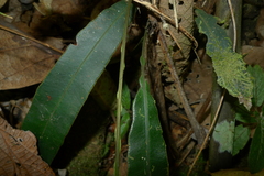 Blechnum vieillardii