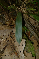 Blechnum vieillardii