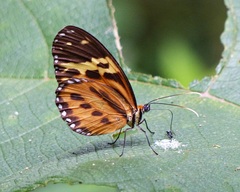 Tithorea harmonia pseudethra