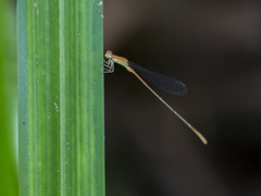 Leptobasis vacillans