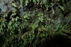 Polyphlebium vieillardii