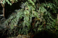 Polyphlebium vieillardii