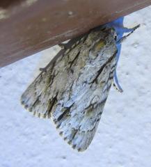 Acronicta thoracica