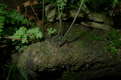 Vandenboschia maxima