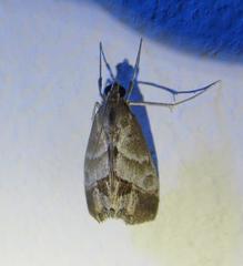 Evergestis triangulalis