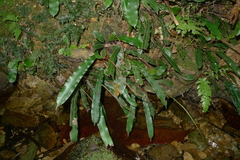 Blechnum vieillardii