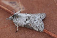 Nycteola asiatica