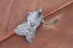 Nycteola asiatica