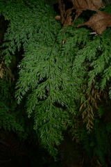 Vandenboschia maxima