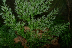 Vandenboschia maxima