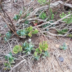 Adromischus caryophyllaceus