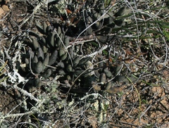 Adromischus filicaulis