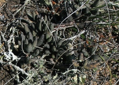 Adromischus filicaulis