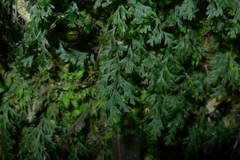 Polyphlebium vieillardii