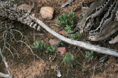 Adromischus caryophyllaceus