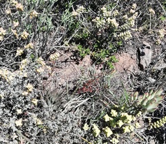 Adromischus filicaulis