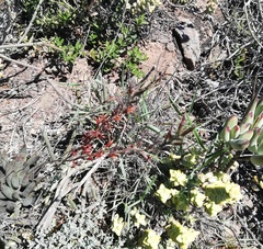 Adromischus filicaulis