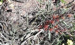 Adromischus filicaulis