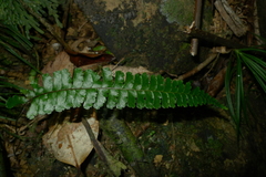 Lindsaea harveyi