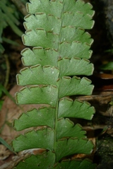 Lindsaea harveyi