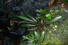 Blechnum vieillardii