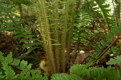 Blechnum lenormandii