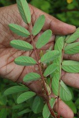 Indigofera astragalina