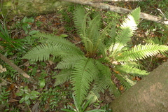 Blechnum lenormandii