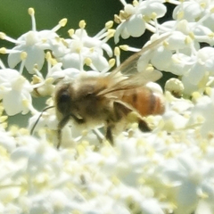 Apis mellifera