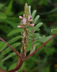 Indigofera astragalina
