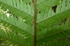 Blechnum lenormandii