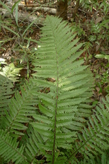 Blechnum lenormandii
