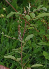 Indigofera astragalina