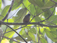 Euphonia xanthogaster
