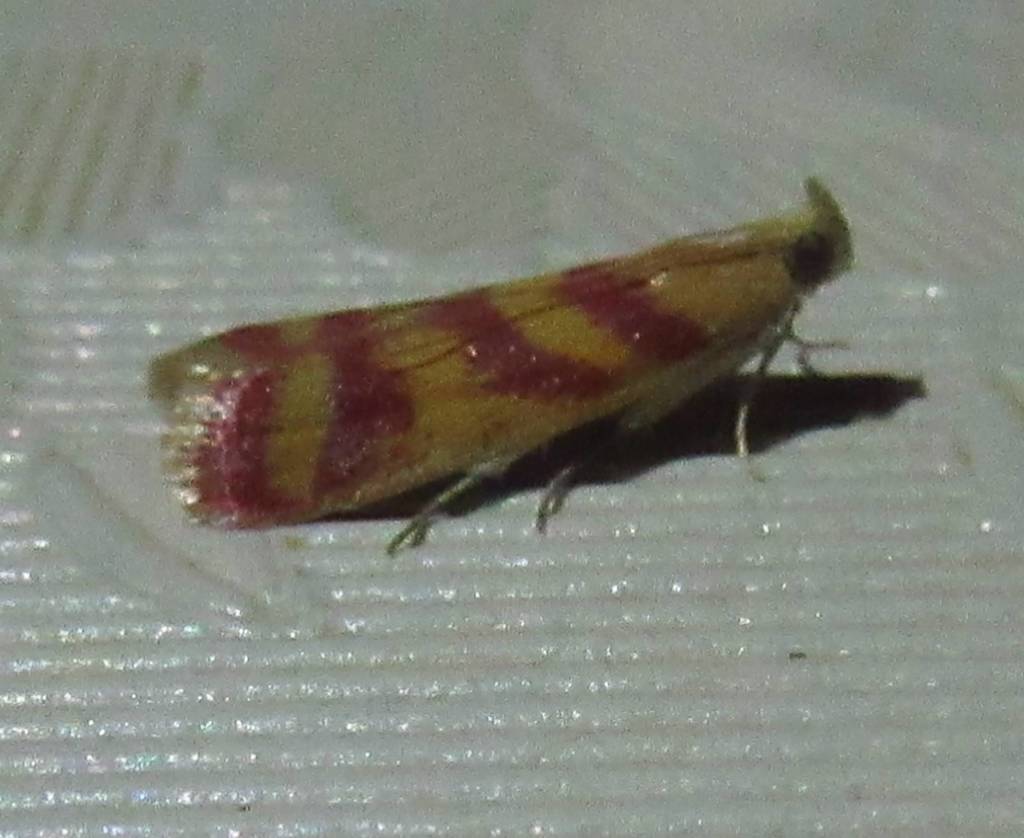Ancylosis hellenica