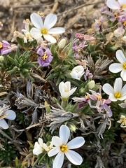 Leptosiphon melingii