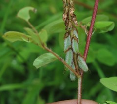 Indigofera astragalina