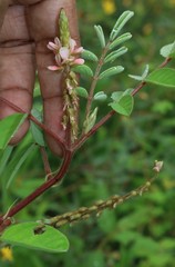 Indigofera astragalina