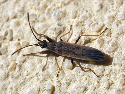 Paromius gracilis