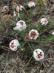 Stellera chamaejasme