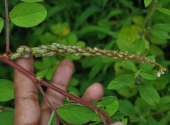 Indigofera astragalina