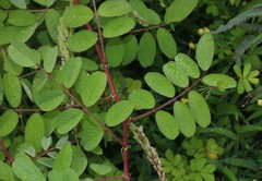 Indigofera astragalina